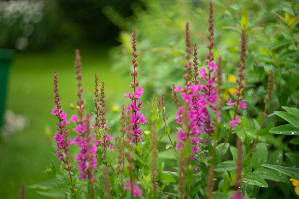 Salicaire commune (Lythrum salicaria) d'un jardin de pluie / Pixabay